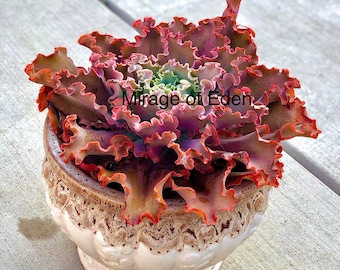 2”, 4", 6” Pot of Echeveria Pink Coral Reef Large Succulent Plant Red Ruffles - Shipped Bare Roots