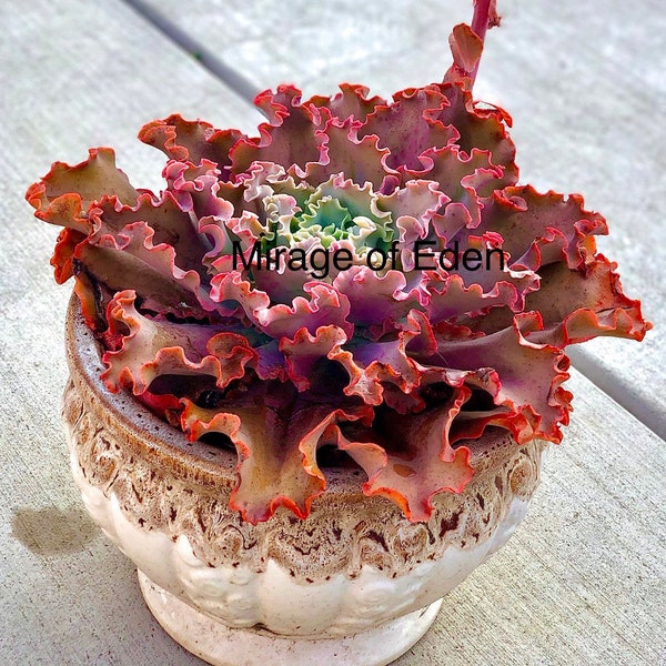 2”, 4", 6” Pot of Echeveria Pink Coral Reef Large Succulent Plant Red Ruffles - Shipped Bare Roots