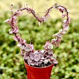May include: A potted String of Hearts plant with heart-shaped leaves in a red pot. The plant's vines are trained into a heart shape, showcasing the plant's unique foliage. The leaves are a mix of green and pink, creating a visually appealing display.