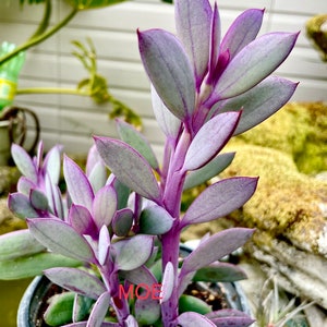 4”, 6”, 8” Pot of Crassissimus Vertical Purple Leaf Lavender Steps Succulent Plant - Shipped with Bare Roots