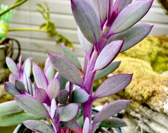 4”, 6”, 8” Pot of Crassissimus Vertical Purple Leaf Lavender Steps Succulent Plant - Shipped with Bare Roots