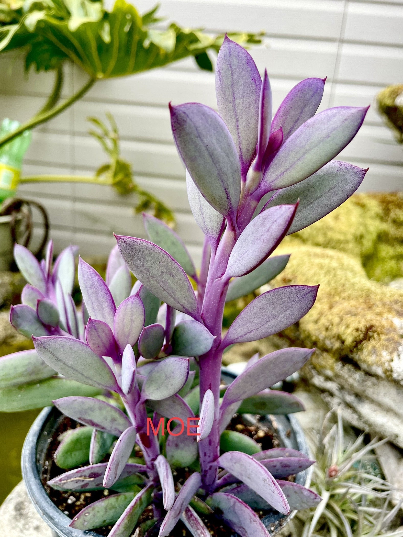 Crassissimus Succulent: Vertical Purple Leaf Plant (bare Roots) - Etsy