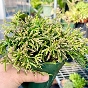 2, 4, 6, 8 Pot of Rhipsalis Baccifera Houseplant Indoor Plant image 2