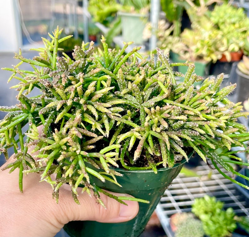 2, 4, 6, 8 Pot of Rhipsalis Baccifera Houseplant Indoor Plant image 2