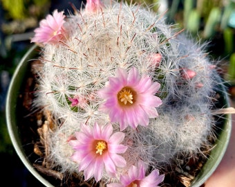 2”, 4” Pot of Mammillaria Bocasana Powder Puff Cactus Shipped in a Pot