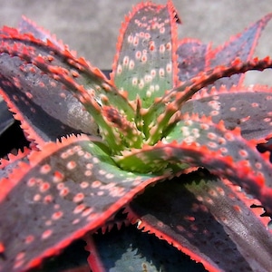 4", 6” Pot of Aloe ‘Christmas Carol’