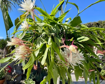 4”, 6”, 8” Pot of Epiphyllum oxipetalum 'Queen of the Night' White Orchid Cactus - Shipped Bare Roots