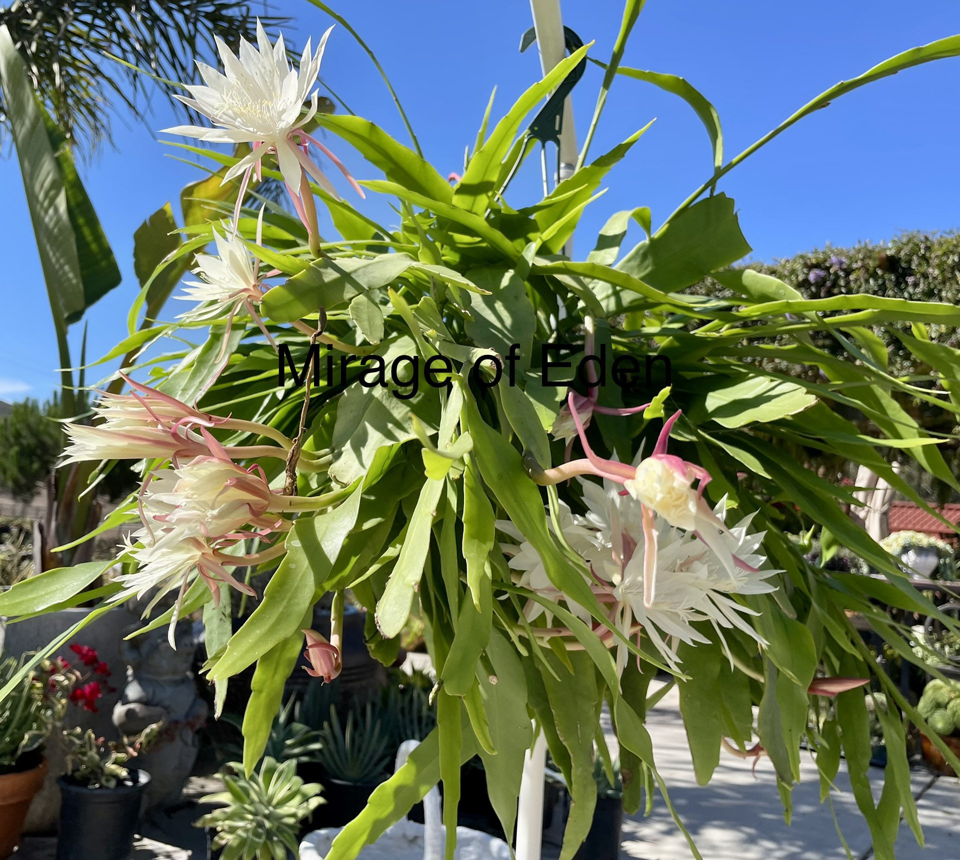 4, 6, 8 Pot of Epiphyllum Oxipetalum 'queen of the Night' White Orchid  Cactus - Shipped Bare Roots - Etsy
