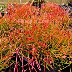 May include: A close-up of a potted plant with thin, bright red and green stems. The plant is in a black pot and the stems are arranged in a dense, tangled mass.