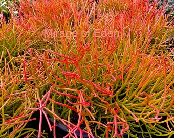 4”, 6" Pot of Sticks on Fire Succulent Plant