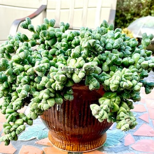 2”, 4”, 6”, 8” Pot of Corpuscularia Lehmannii Ice Plant or A Cutting Rare Succulent