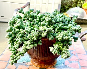 2”, 4”, 6”, 8” Pot of Corpuscularia Lehmannii Ice Plant or A Cutting Rare Succulent