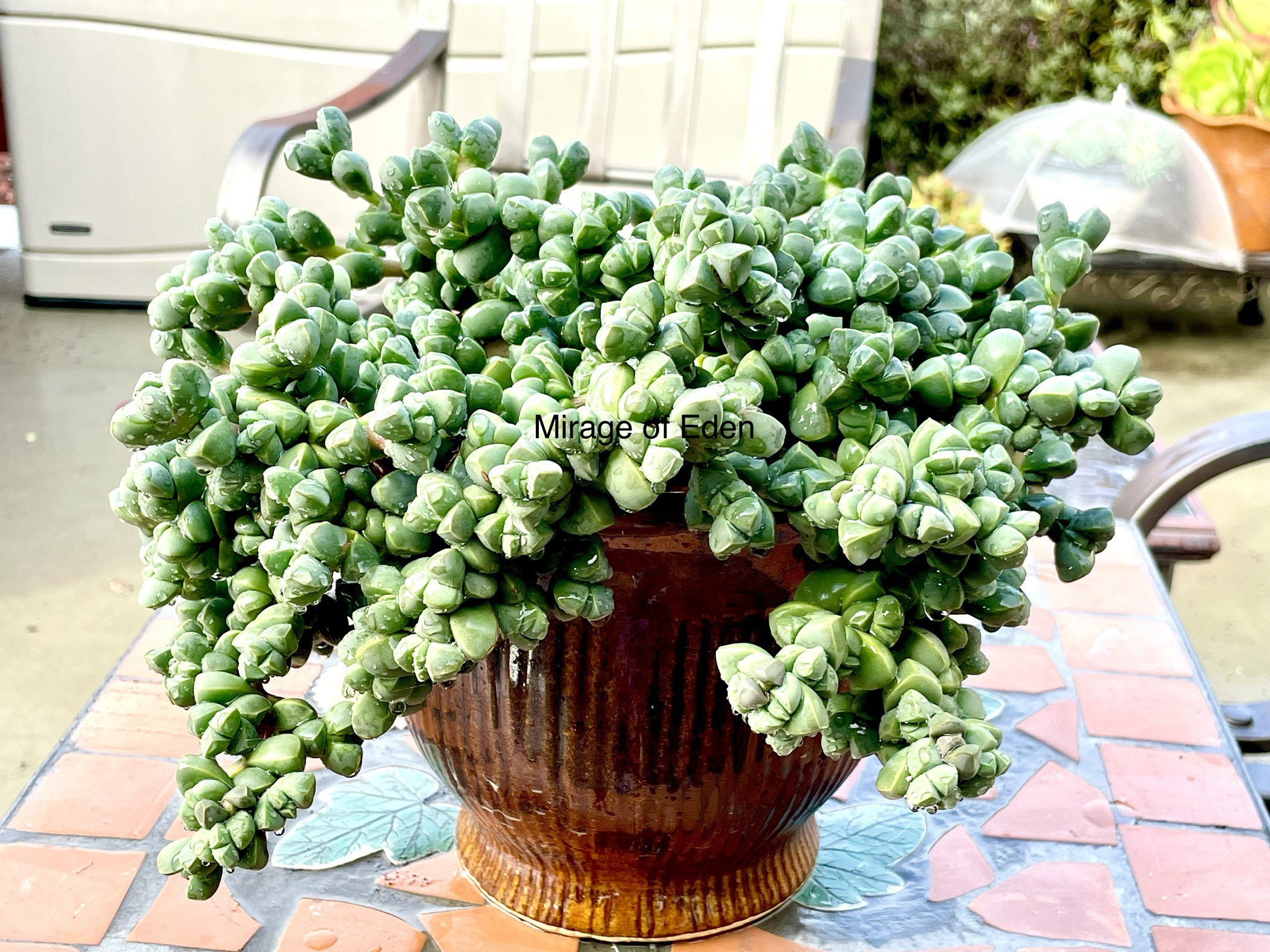 2 4 6 Pot Of Corpuscularia Lehmannii Ice Plant Or A Etsy