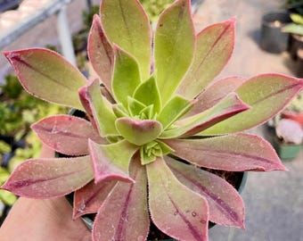 Aeonium leucoblepharum Succulent: Rosette Cutting or 4" Potted Plant