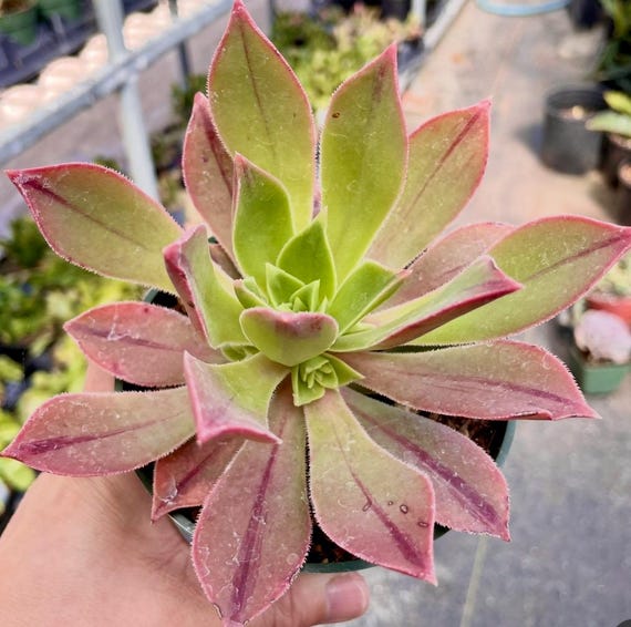 stained glass succulent pattern Stained Glass Project: Succulent  Melt Glass Art Supply