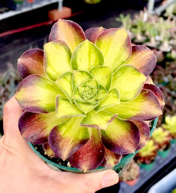 4", 6, 8 Pot of Aeonium Shaohua Rare Variegated Succulent Plantimported  Succulent - Etsy