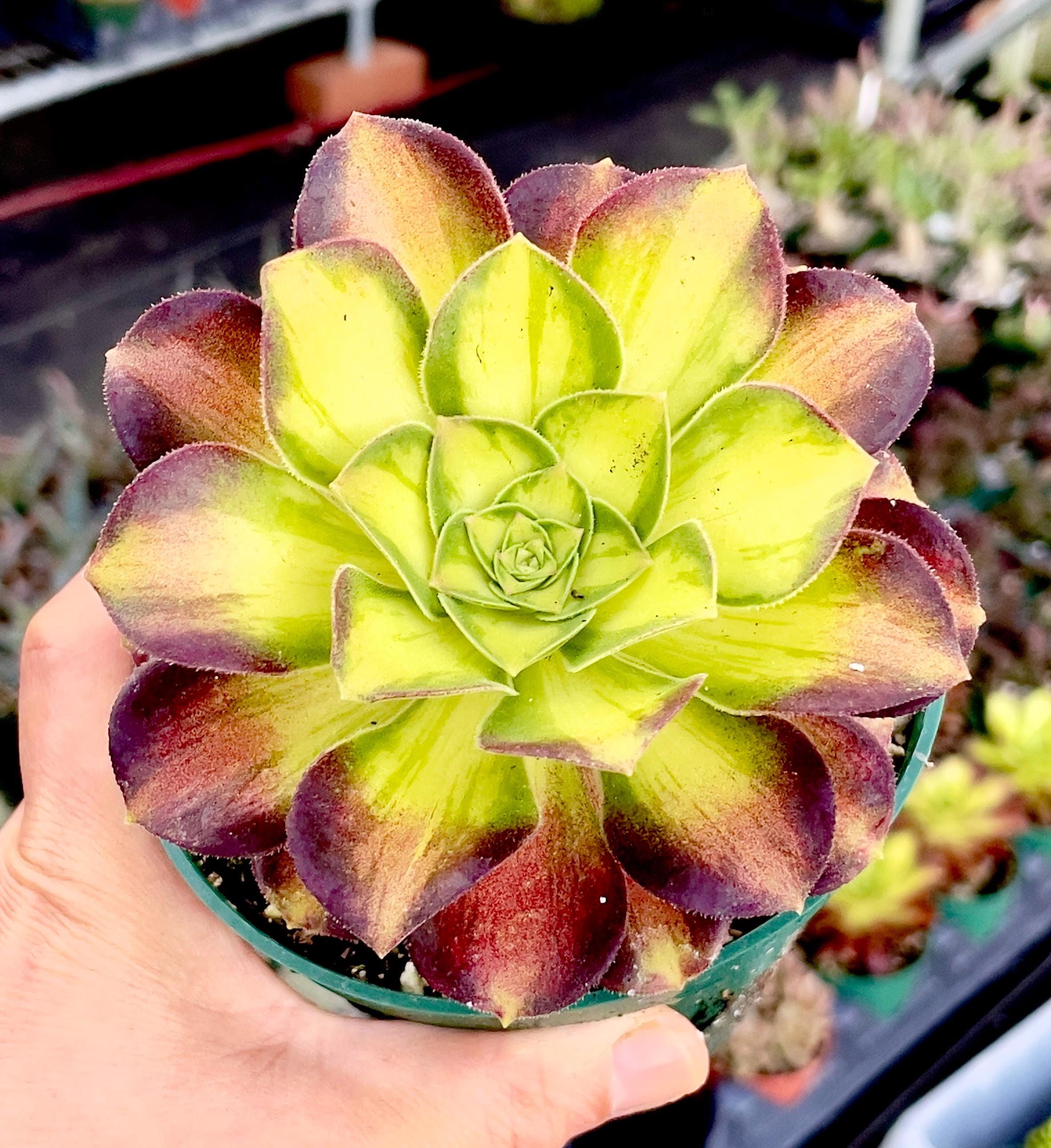 4", 6, 8 Pot of Aeonium Shaohua Rare Variegated Succulent Plantimported  Succulent - Etsy