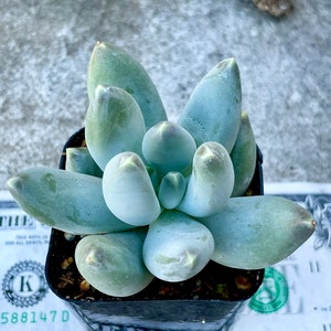 2", 4” Pot of Pachyphytum Moon Silver Live Succulent Plant