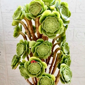4&quot; 6&quot;, 8” Pot of Aeonium &#39;Mint Saucer&#39; Rosette Succulent Plant