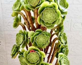 4&quot; 6&quot;, 8” Pot of Aeonium &#39;Mint Saucer&#39; Rosette Succulent Plant