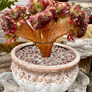 May include: A large succulent plant with multiple rosettes in a white ceramic pot with brown accents. The plant has a unique, multi-branched structure and is labeled "Mirage of Eden".