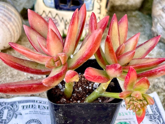 2”, 4” Pot of Sedum Adolphi Firestorm Succulent Plant - Shipped
