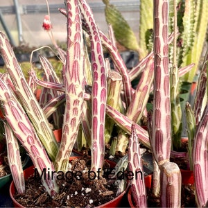 May include: A close-up of a group of succulent plants with striped stems in shades of green, white, and pink. The plants are potted in brown pots and the text "Mirage of Eden" is visible in the lower right corner of the image.