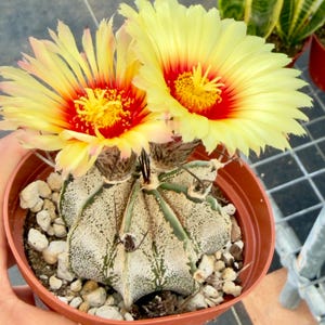 Goat's Horn Cactus - Etsy