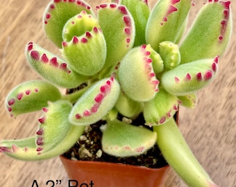 May include: A succulent plant in a 2-inch pot. The plant has light green, fuzzy leaves with red edges. The leaves are oval-shaped and clustered together. The pot is brown and square. The text "A 2" Pot" is visible on the pot.