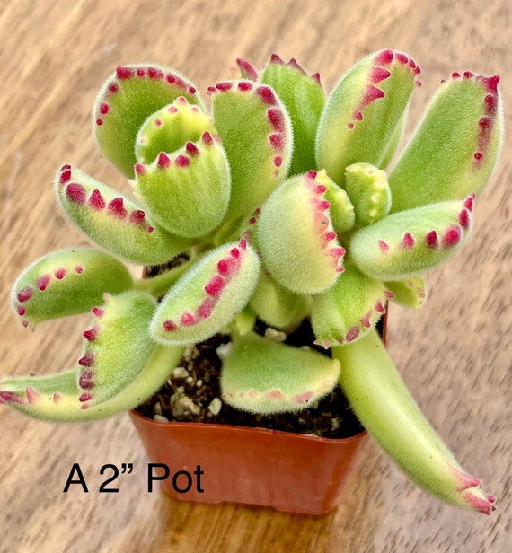 2, 4", 6 Pot of Cotyledon Tomentosa Variegated Bear Paw Succulent Plant -  Etsy