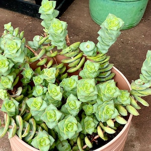 2 4 Pot of Crassula Perforata Ivory Towers Giant String | Etsy