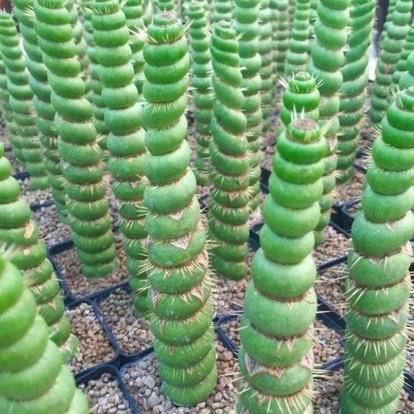Eulychnia Castanea Varispivalis Cactus Raro Cactus-- 4", 6", 8" de largo