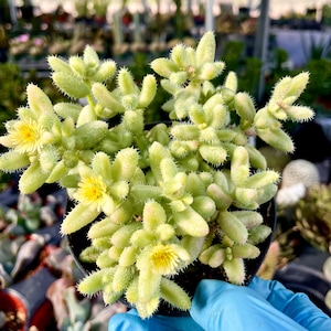 2”, 4&quot; Variegated Pickle Plant Succulent (Delosperma Echinatum)