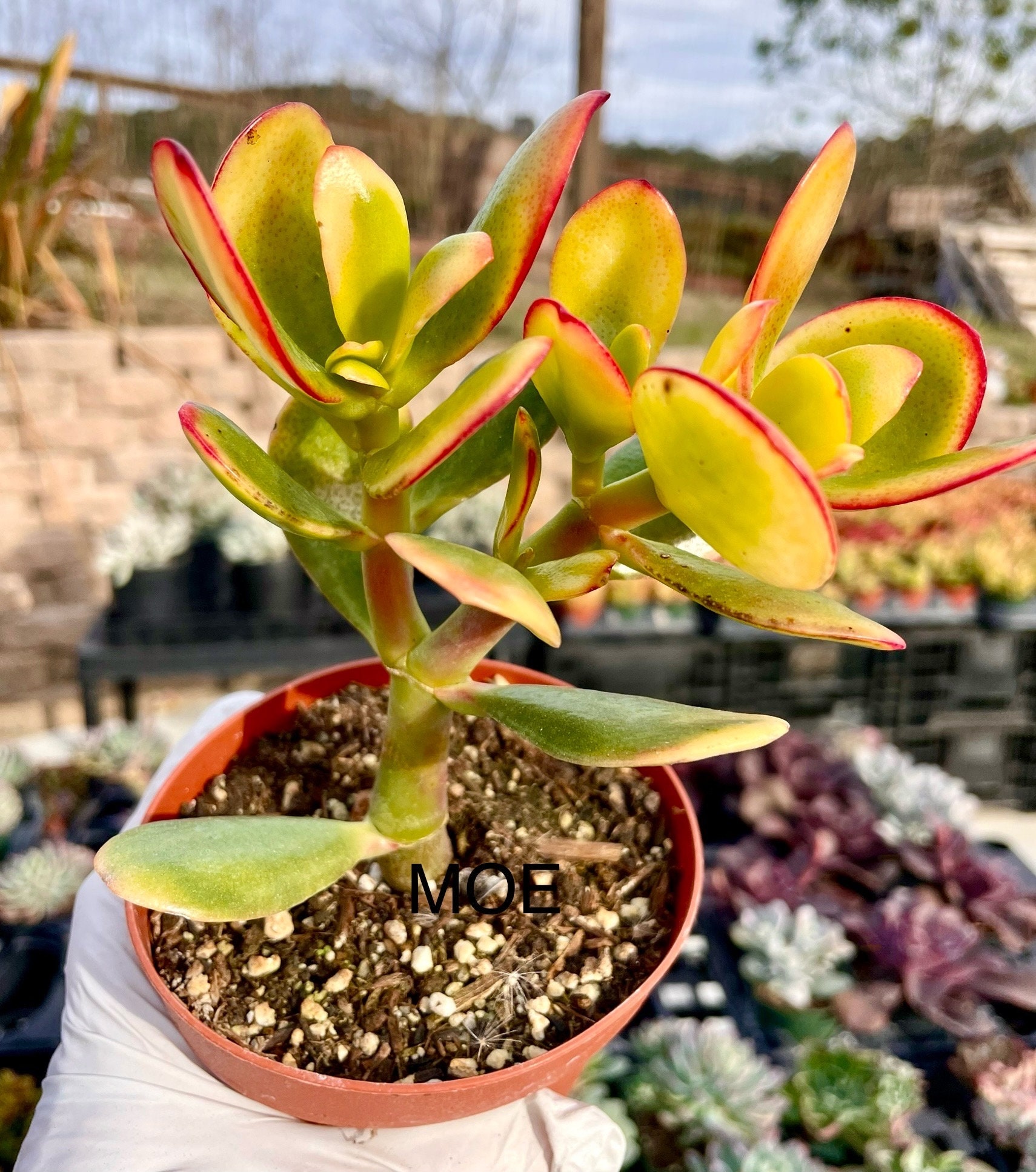 Crassula Ovata Hummel's Sunset Yellow Jade Plant - Etsy Finland