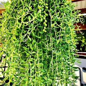 2”, 4&quot;, 6&quot; Pot of String of Banana SOB Succulent Plant