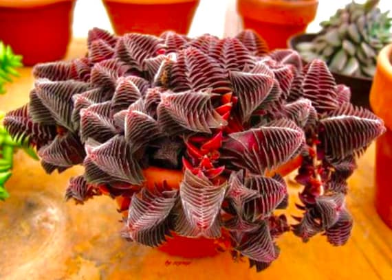 2", 4 Pot of Crassula Pagoda Village Succulent Plant - Shipped in a Pot -  Etsy