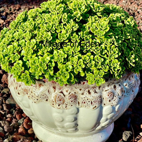 2", 4” Pot of Aeonium Lindleyi Irish Bouquet Rare Succulent Plant