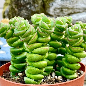 May include: A close-up of a succulent plant with multiple stems, each with a series of stacked, rounded, green leaves with red edges. The plant is potted in a brown pot.