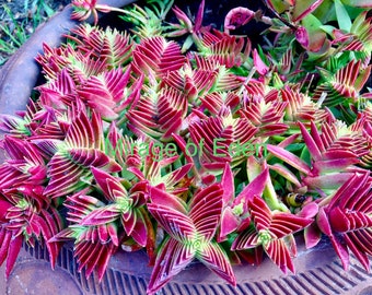 2” 4" Pot of Crassula Capitella Thysiflora 'Pink Dragon'  Shark-Tooth Live Succulent Plant