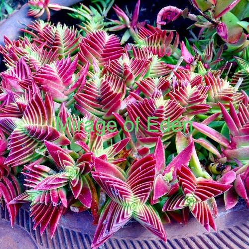 Cuttings, 2” 4" Pot of Crassula Capitella Thysiflora 'Pink Dragon'  Shark-Tooth Live Succulent Plant