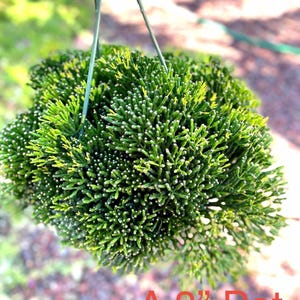 Rhipsalis Dancing Bones Cactus (Hatiora salicornioides) - 2”, 4”, 6” Pot