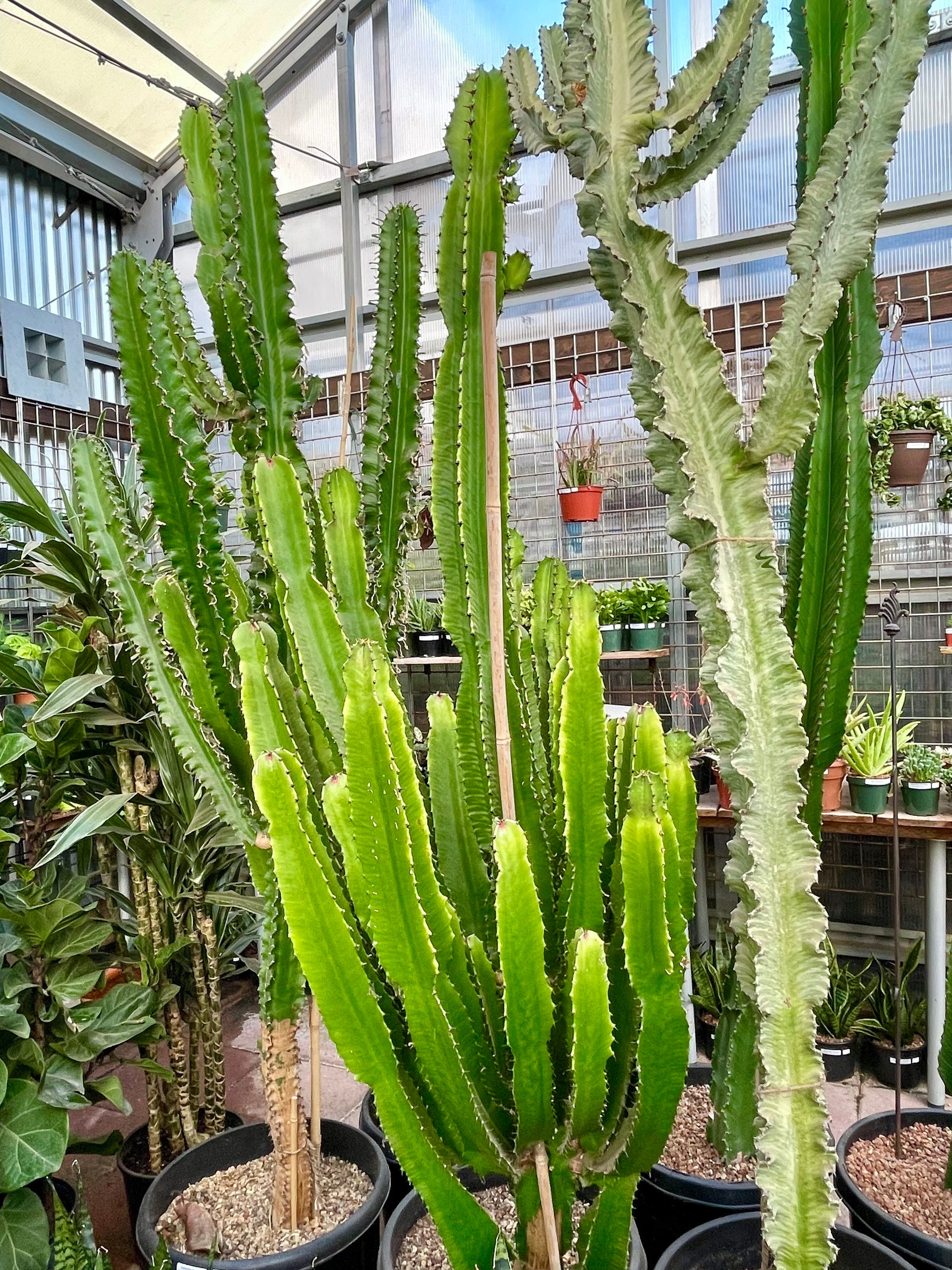 dracaena standort Drachenbaum kaufen - Dracaena Janet Lind Zimmerpflanze Ø:27 H:140 cm
