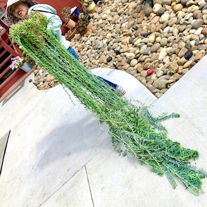 May include: A person holding a large bunch of green string of pearls succulent plants. The plants are hanging down from the person's hands and are in front of a background of rocks and concrete.