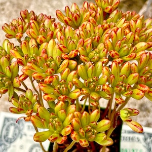 2”, 4" Pot of Aeonium sedifolium Dwarf Aeonium Rare Succulent Plant