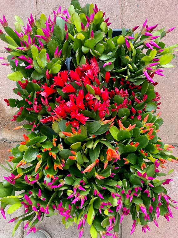 8 Pot of Easter Cactus, Spring Cactus, Rhipsalidopsis gaertneri - Shipped  Bare Roots