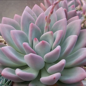 2&quot;, 4&quot;, 6” Pot of Echeveria Graptoveria Opalina  Moonglow Rare Rosette Succulent Plant