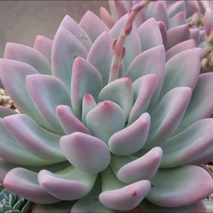 2", 4", 6” Pot of Echeveria Graptoveria Opalina  Moonglow Rare Rosette Succulent Plant