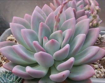 May include: A close-up of a succulent plant with fleshy, light green leaves with a pink hue. The leaves are arranged in a rosette shape.