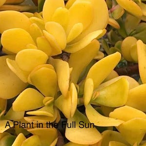 Crassula Ovata Hummel&#39;s Sunset Yellow Jade Plant