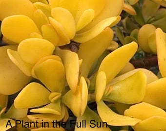 Crassula Ovata Hummel&#39;s Sunset Yellow Jade Plant